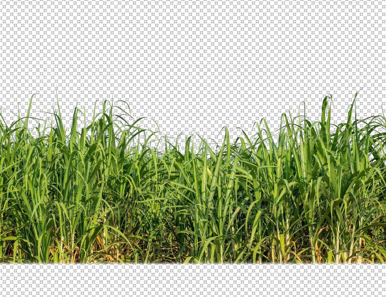 caña de azúcar sobre fondo de imagen transparente con trazado de recorte foto