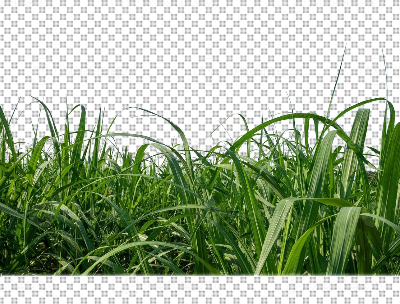 sugar cane on transparent picture background with clipping path photo