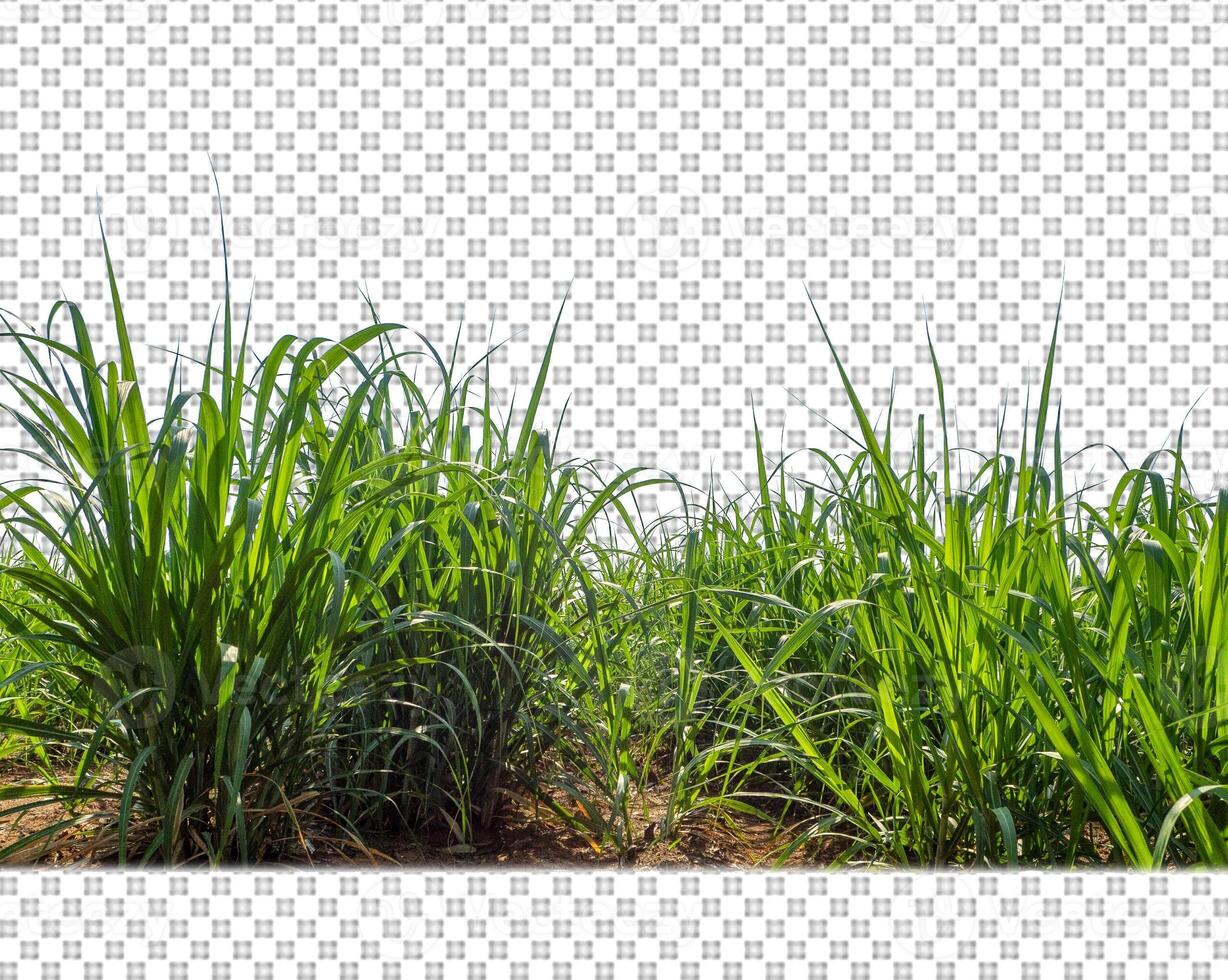 sugar cane on transparent picture background with clipping path photo