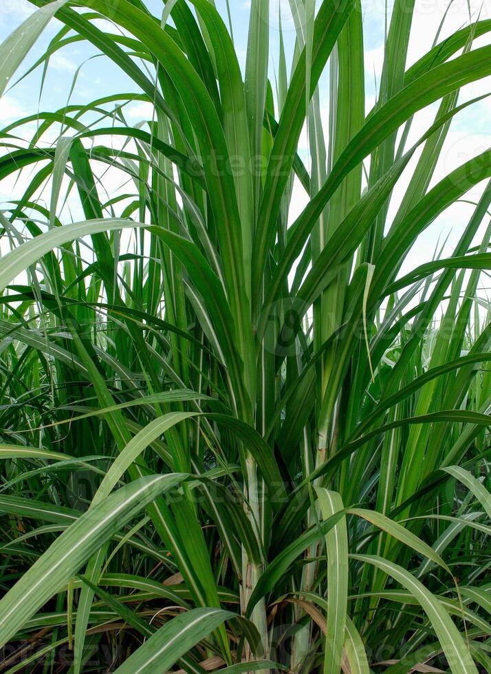 Sugar cane with sky photo