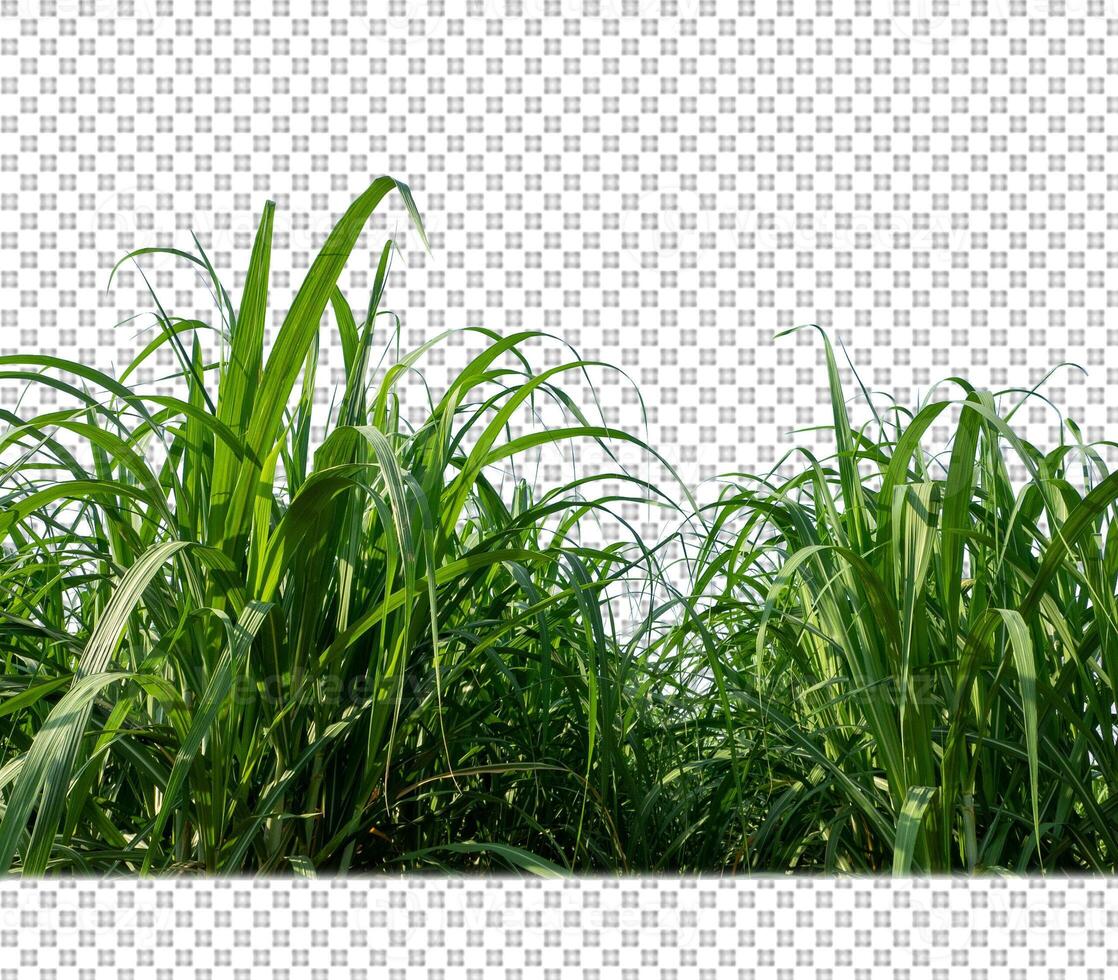 sugar cane on transparent picture background with clipping path photo