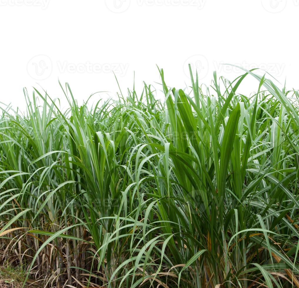 Sugar cane with sky photo