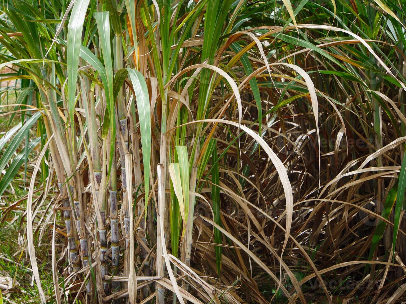 plantaciones de caña de azúcar, la planta tropical agrícola en tailandia. foto