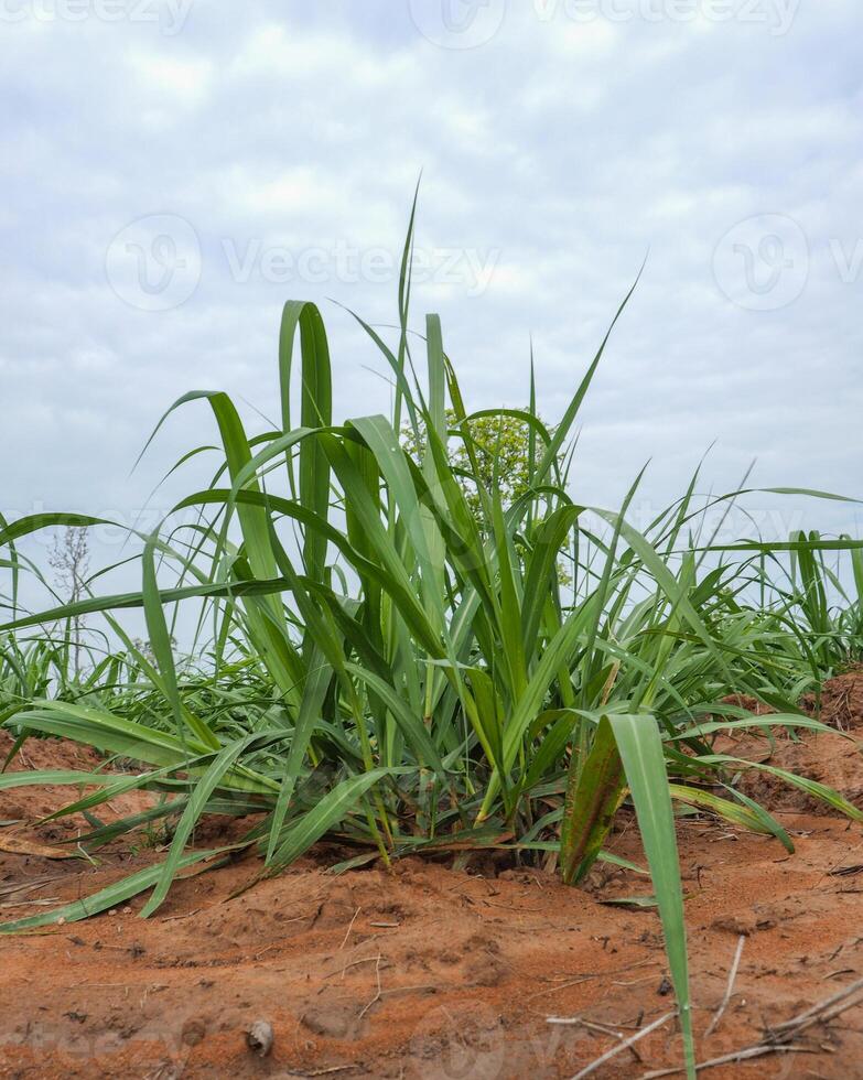 Sugarcane plantations,the agriculture tropical plant in Thailand photo