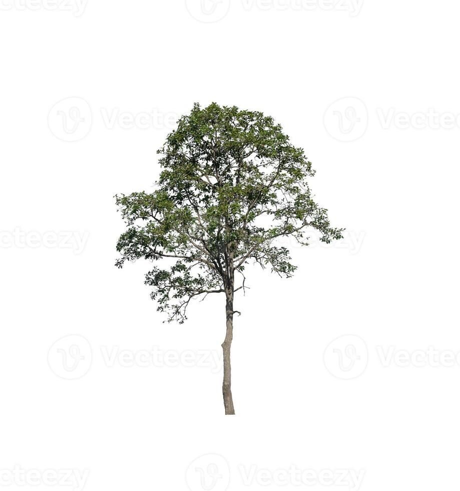 Tree that are isolated on a white background are suitable for both printing and web pages photo