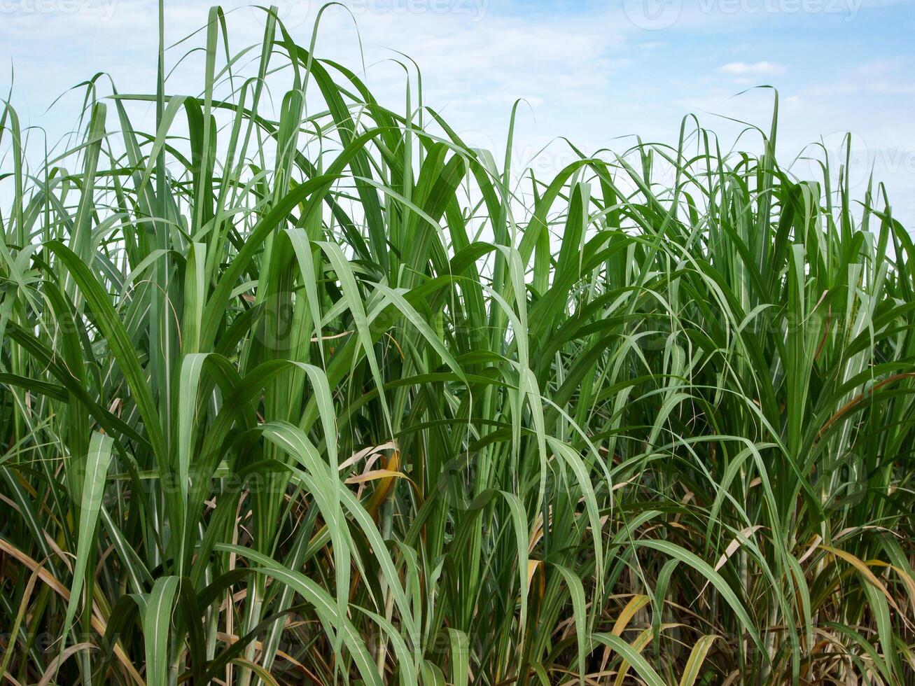 Sugarcane plantations,the agriculture tropical plant in Thailand. photo