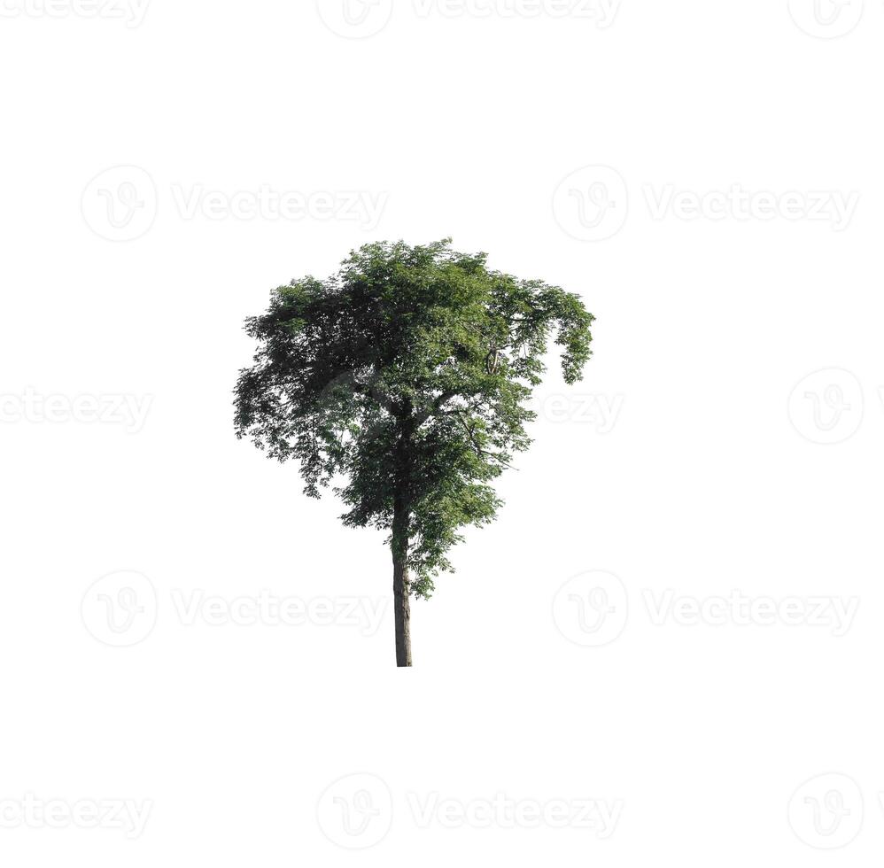 Tree that are isolated on a white background are suitable for both printing and web pages photo