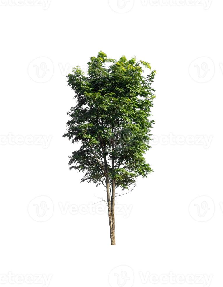 Tree that are isolated on a white background are suitable for both printing and web pages photo