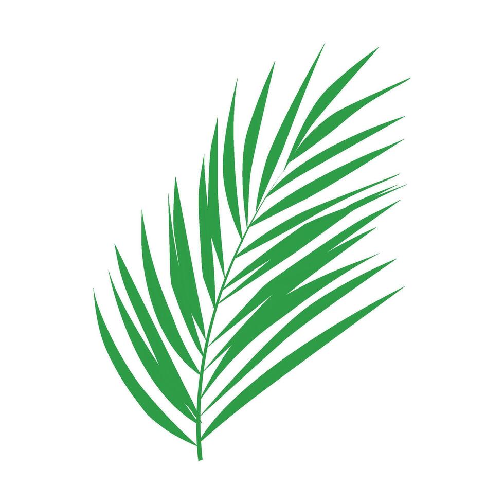palm tree leaves isolated on white vector
