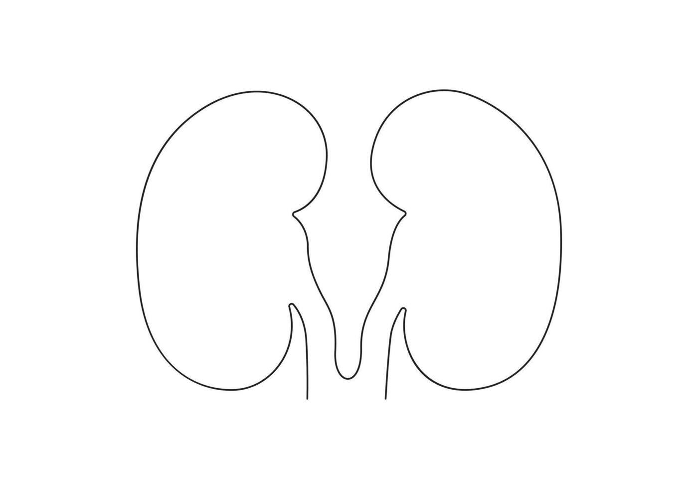 Continuous one line drawing of human kidney digital illustration vector