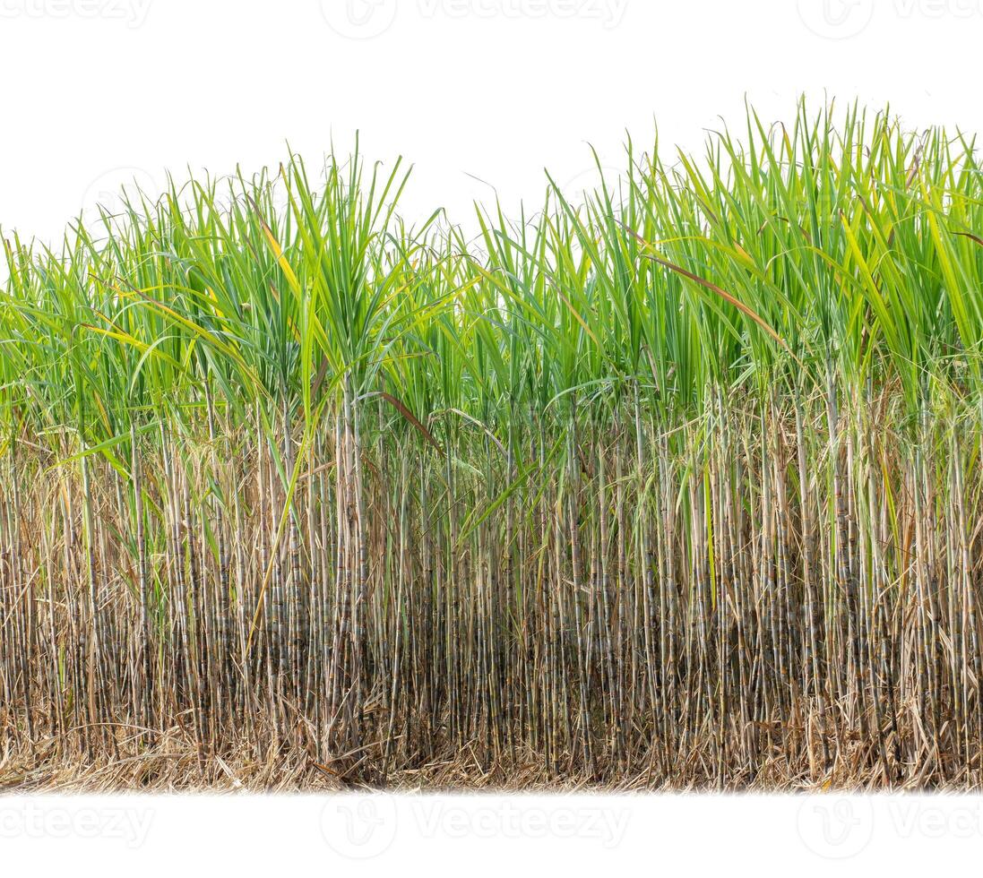 Sugar cane isolated on white background and cliping path photo