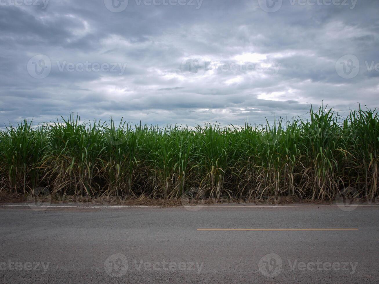 Sugarcane plantations,the agriculture tropical plant in Thailand. photo