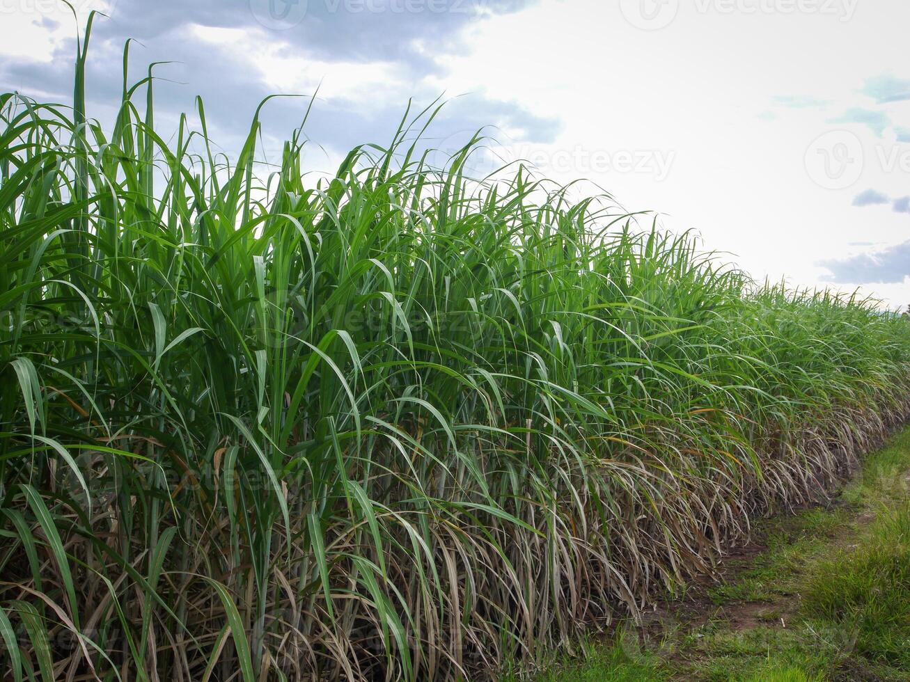 Sugarcane plantations,the agriculture tropical plant in Thailand, Trees grow from the ground on a farm in the harvest on a dirt road with bright sky photo