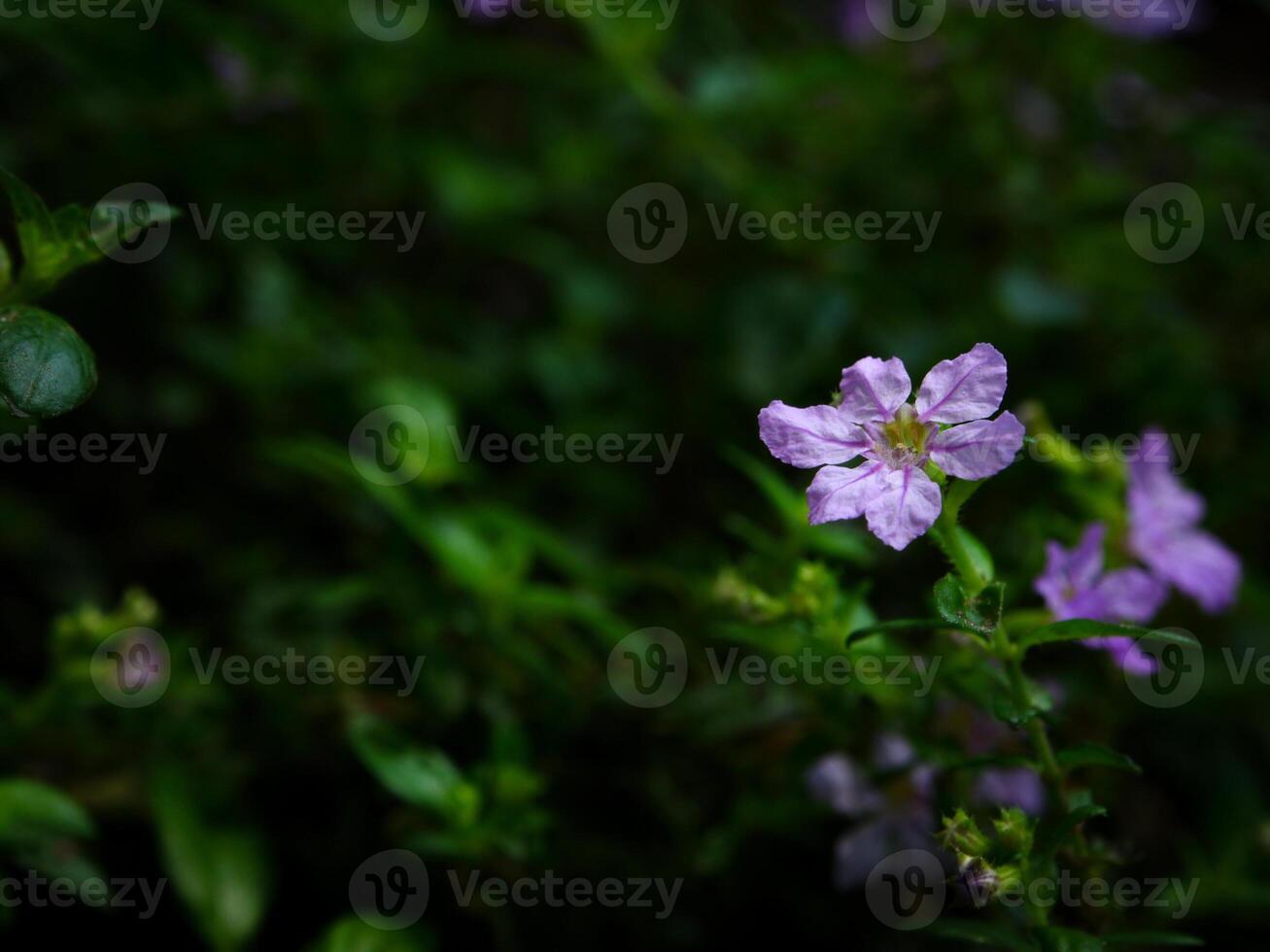 purple flowers blooming in spring beautiful purple flowers photo