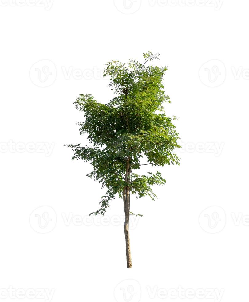 tree isolated on white background photo