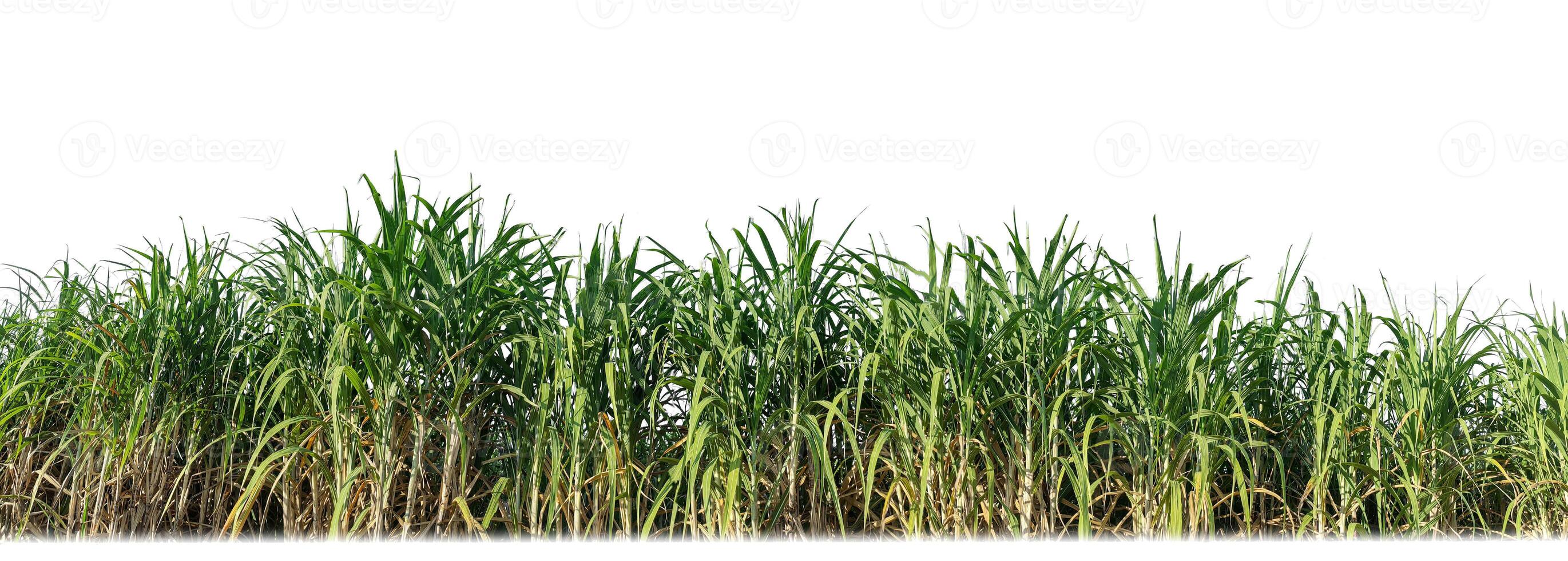 Sugar cane isolated on white background and cliping path photo