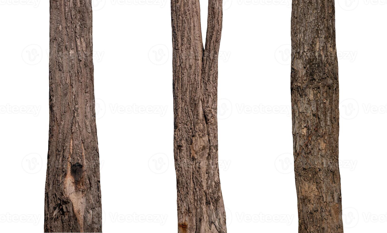 isolated tree trunk Collection on White background. photo