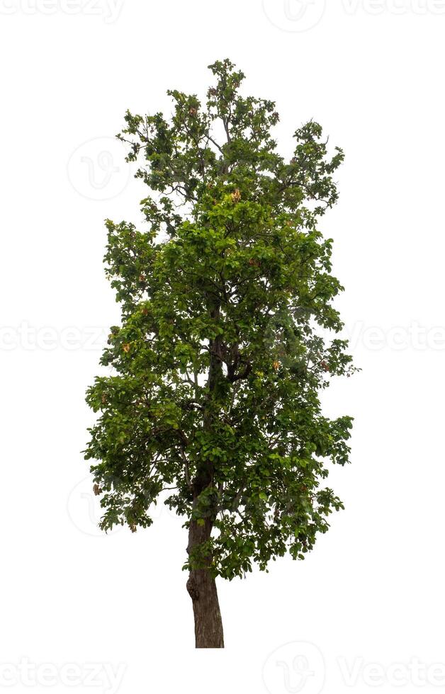 Tree that are isolated on a white background are suitable for both printing and web pages photo