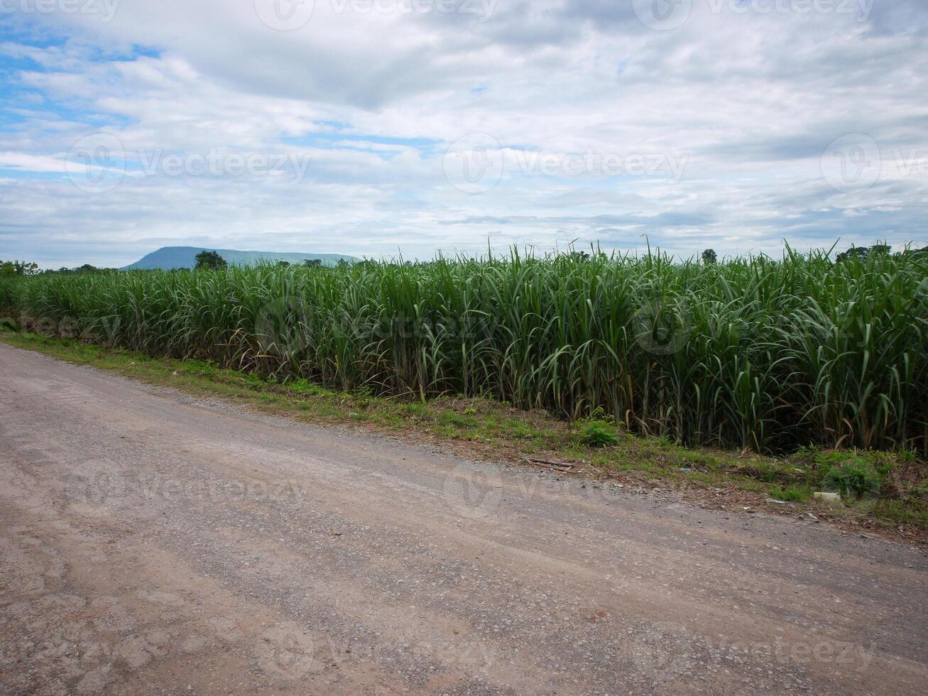 Sugarcane plantations,the agriculture tropical plant in Thailand. photo