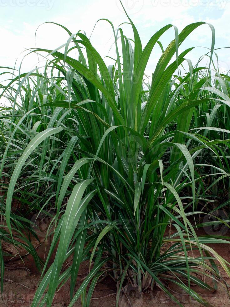 Sugar cane with sky photo