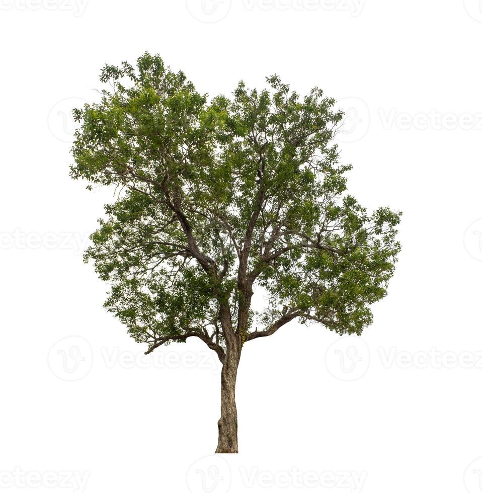 Tree that are isolated on a white background are suitable for both printing and web pages photo