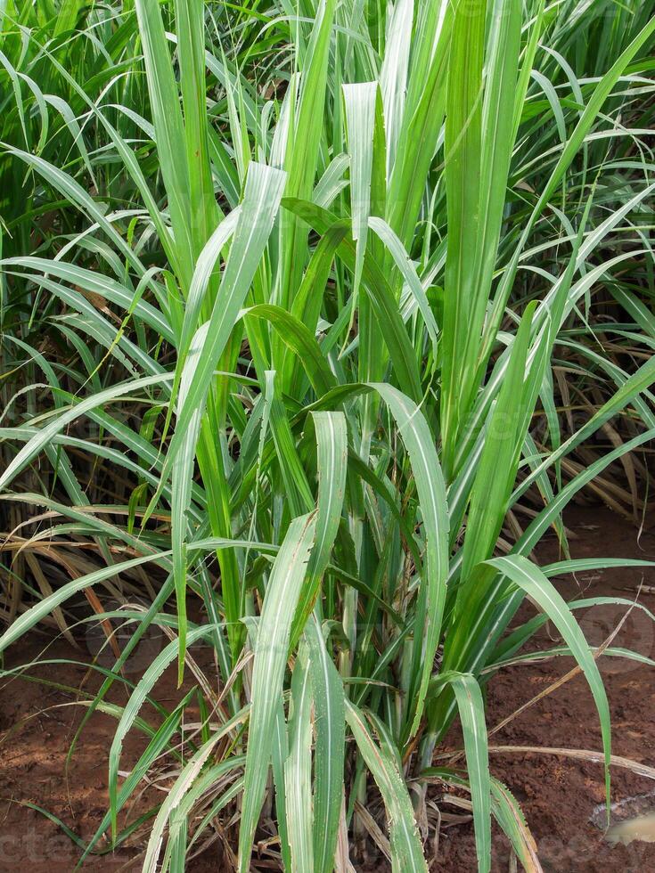 Sugar cane with sky photo