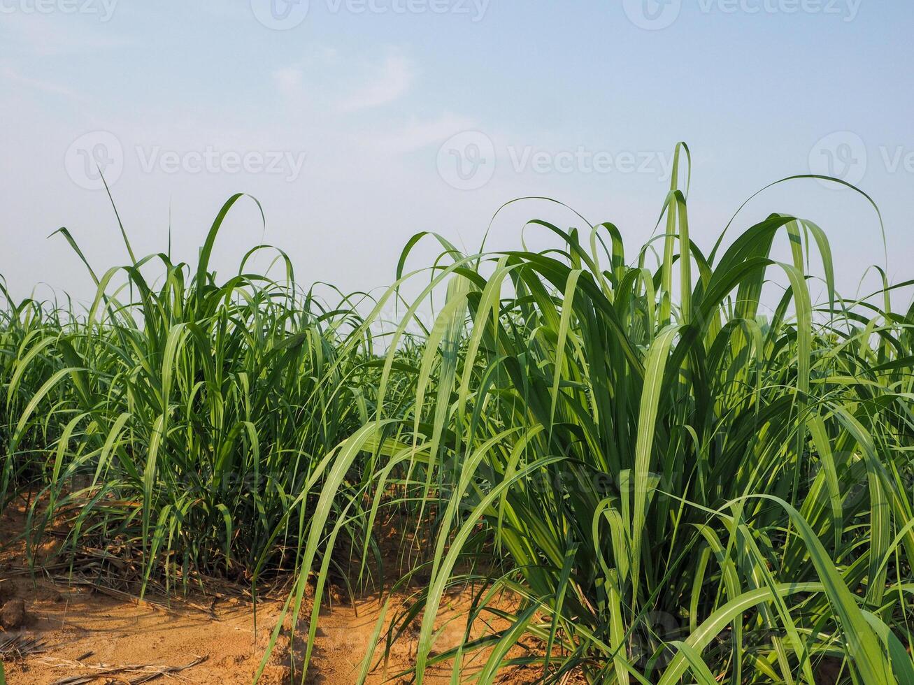 plantaciones de caña de azúcar, la planta agrícola tropical en tailandia foto