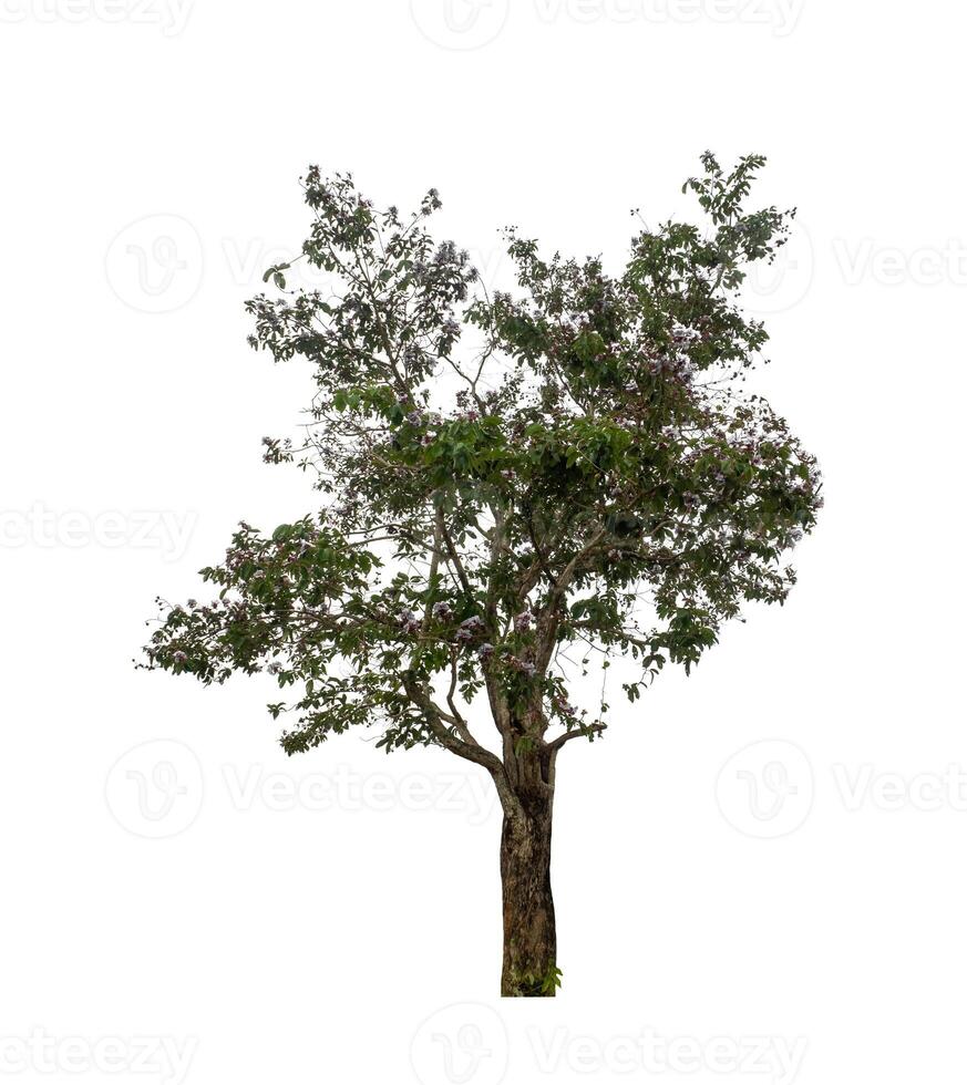 Tree that are isolated on a white background are suitable for both printing and web pages photo