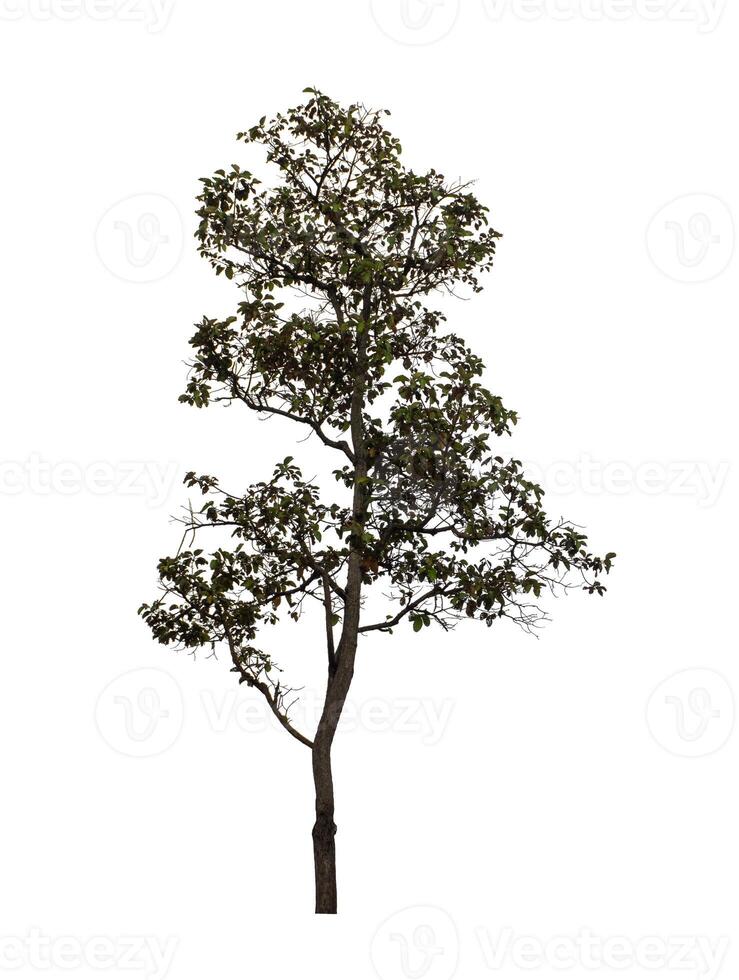 Tree that are isolated on a white background are suitable for both printing and web pages photo