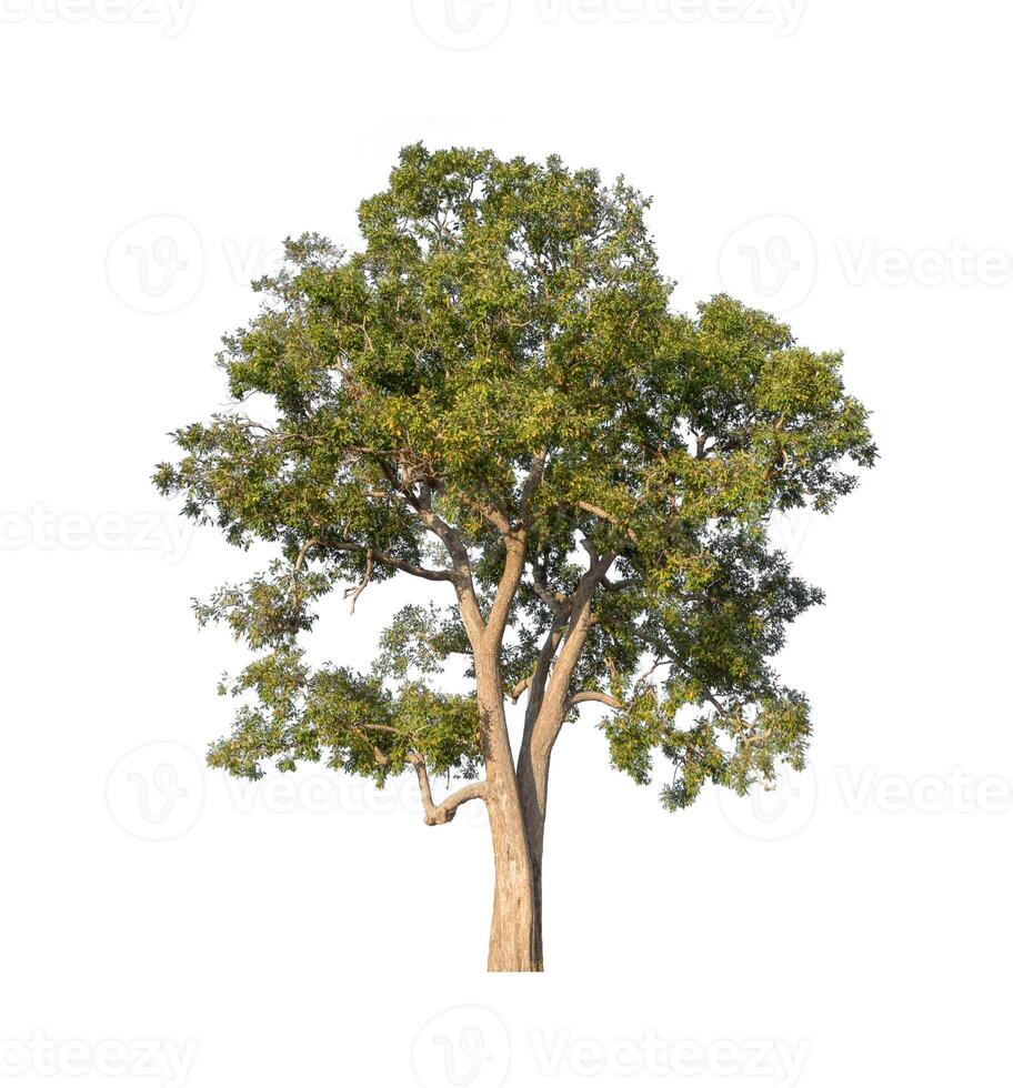 Tree that are isolated on a white background are suitable for both printing and web pages photo