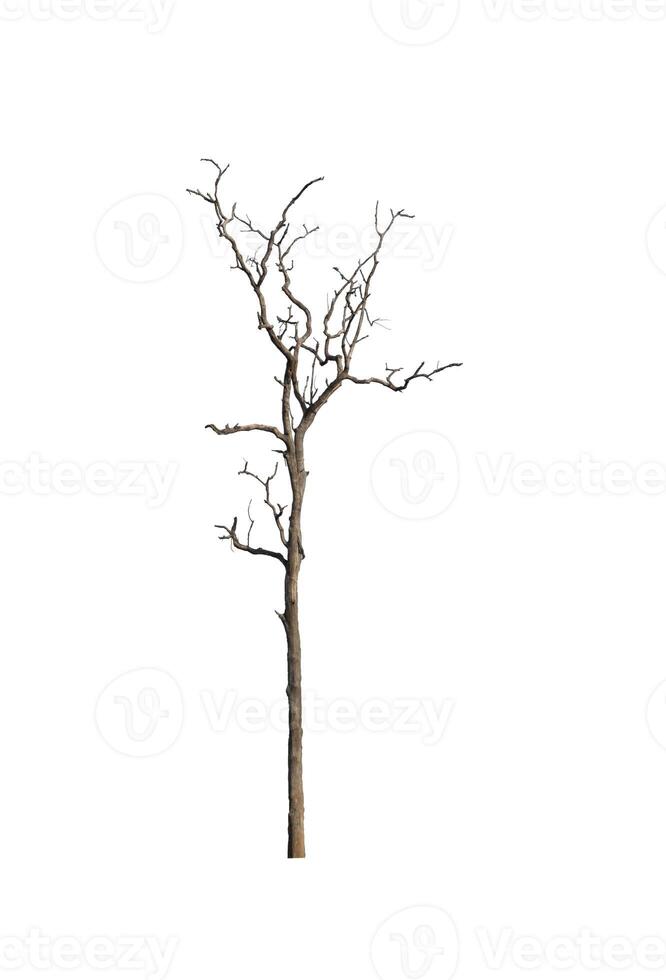 árbol aislado sobre fondo blanco foto