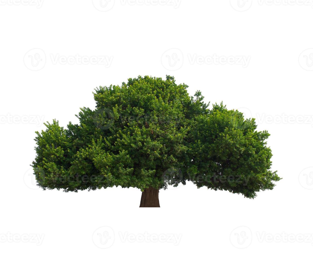 isolated tree on white background photo