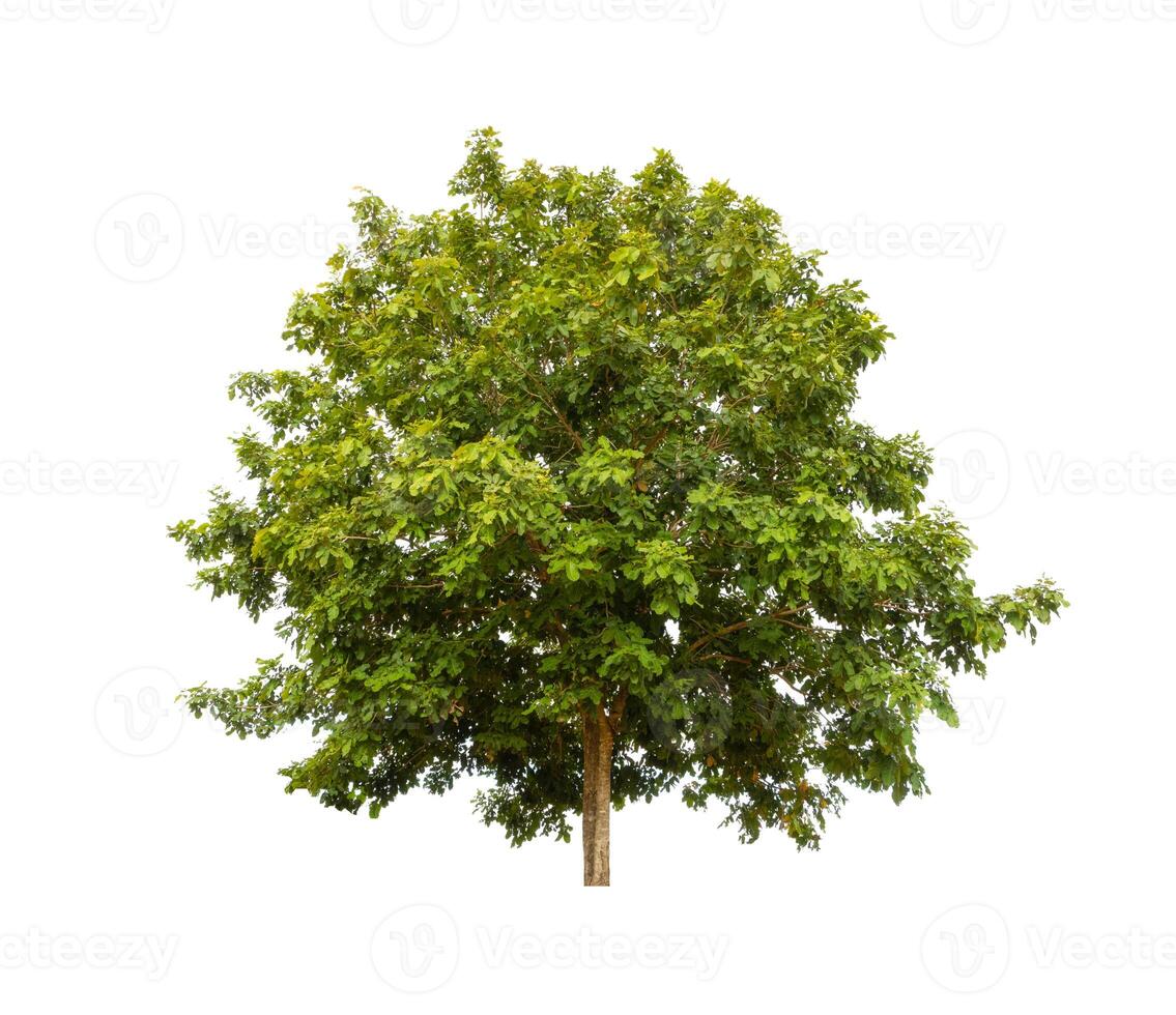Tree that are isolated on a white background are suitable for both printing and web pages photo