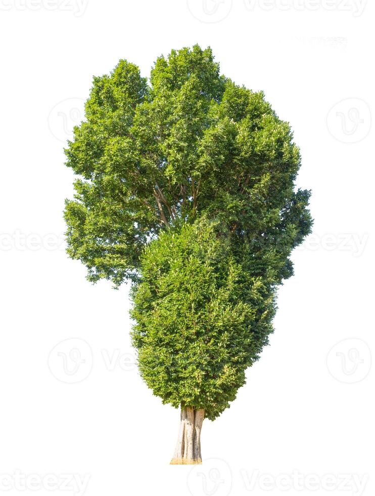 tree that are isolated on a white background are suitable for both printing and web pages photo