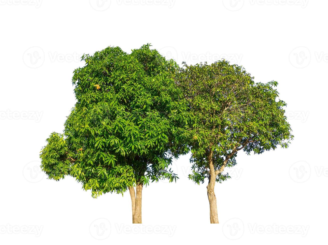 Tree that are isolated on a white background are suitable for both printing and web pages photo