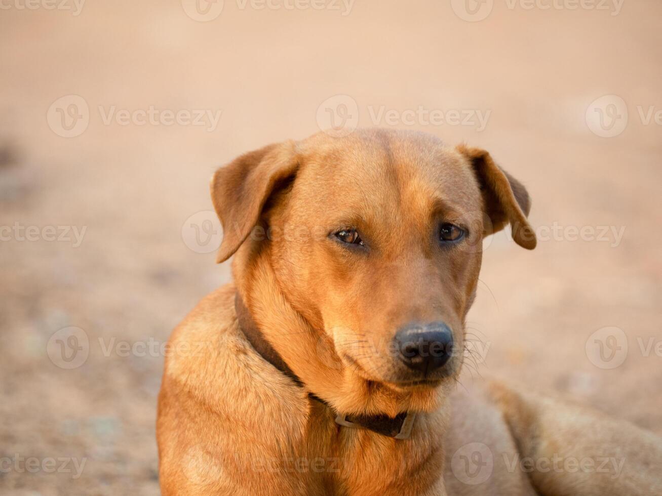 cerca arriba de, rojo masculino perro foto