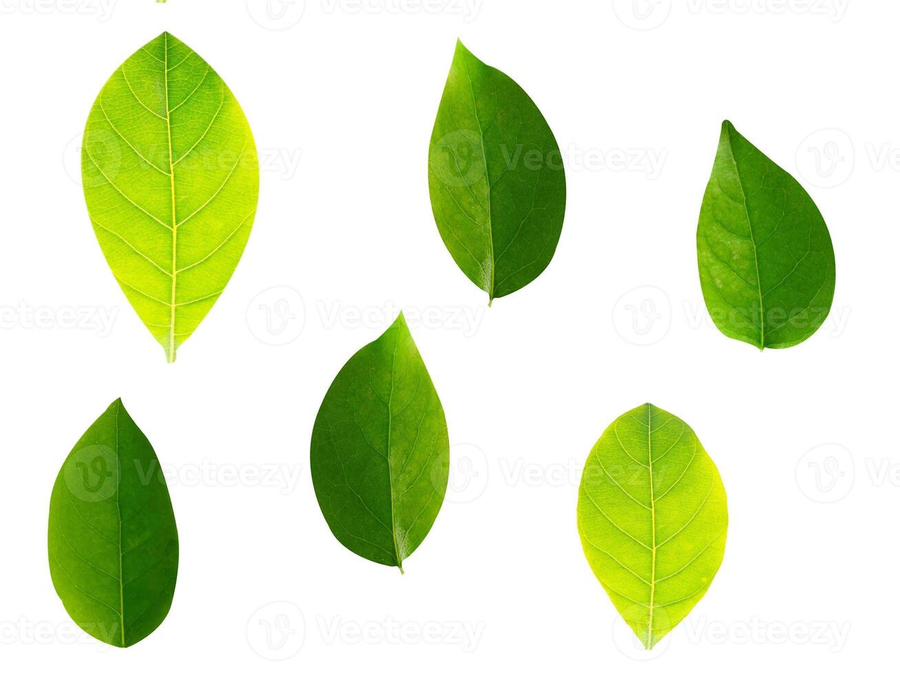 Collection of leaves isolated on a white background photo