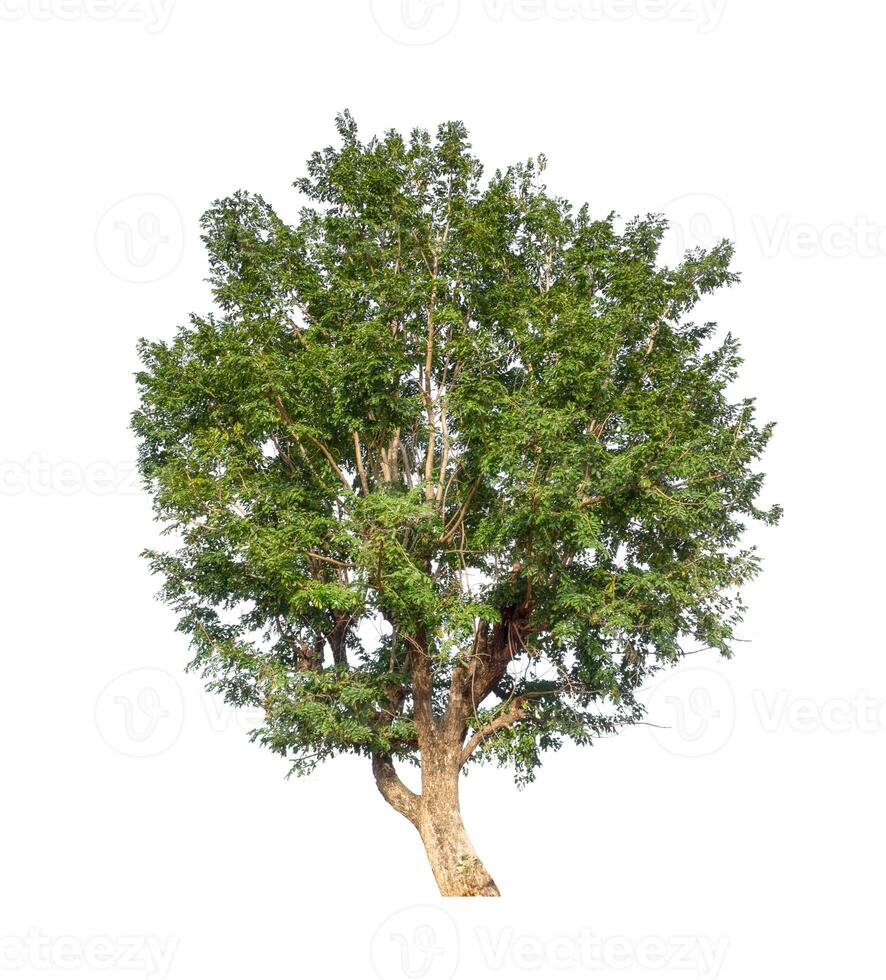 Tree that are isolated on a white background are suitable for both printing and web pages photo