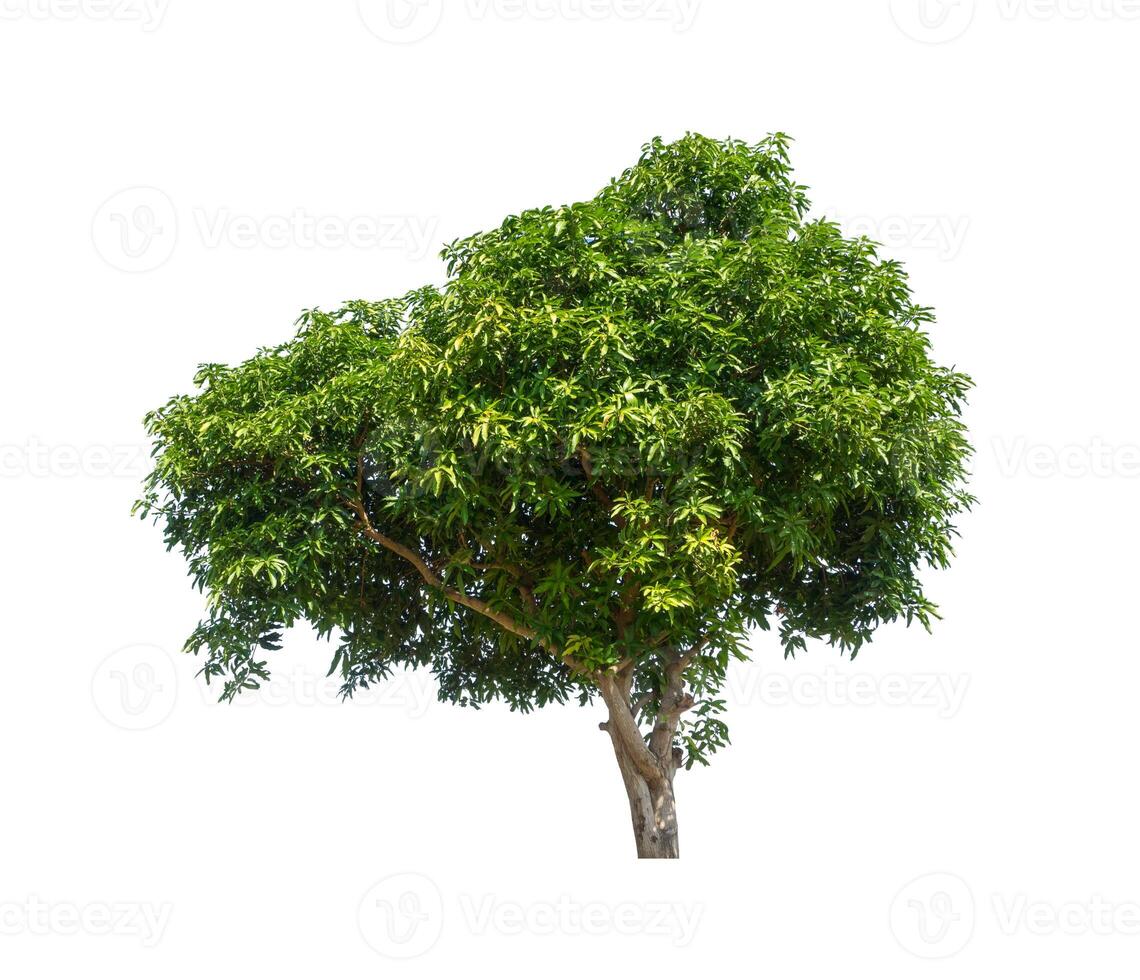 tree that are isolated on a white background are suitable for both printing and web pages photo