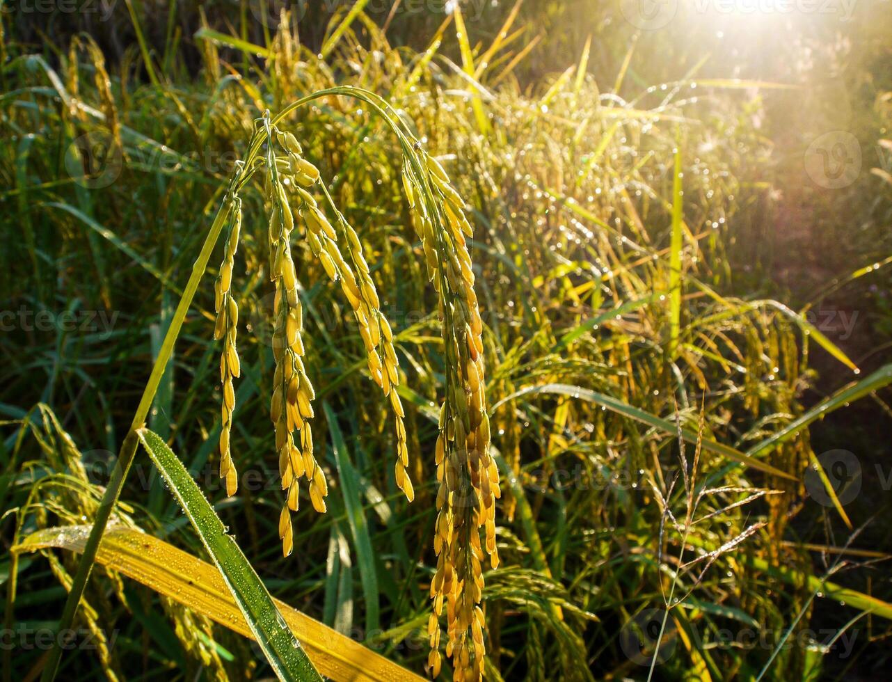 Rice field at sunset. photo