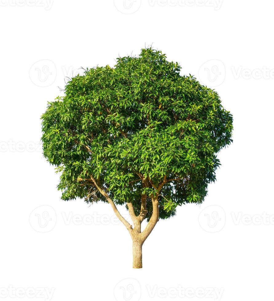 Tree that are isolated on a white background are suitable for both printing and web pages photo