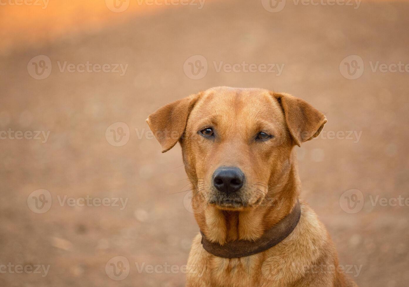 close up of, Red male dog photo