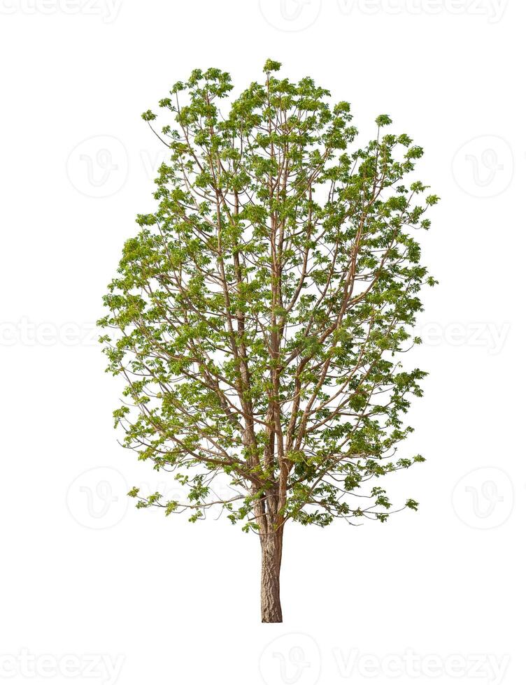 tree that are isolated on a white background are suitable for both printing and web pages photo