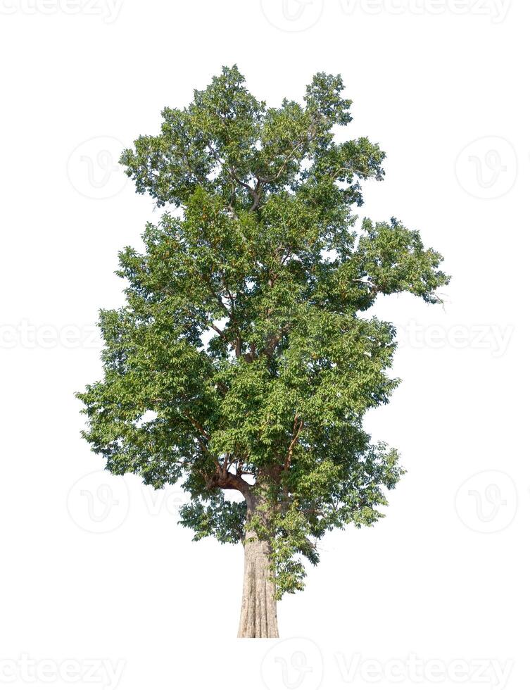 tree that are isolated on a white background are suitable for both printing and web pages photo