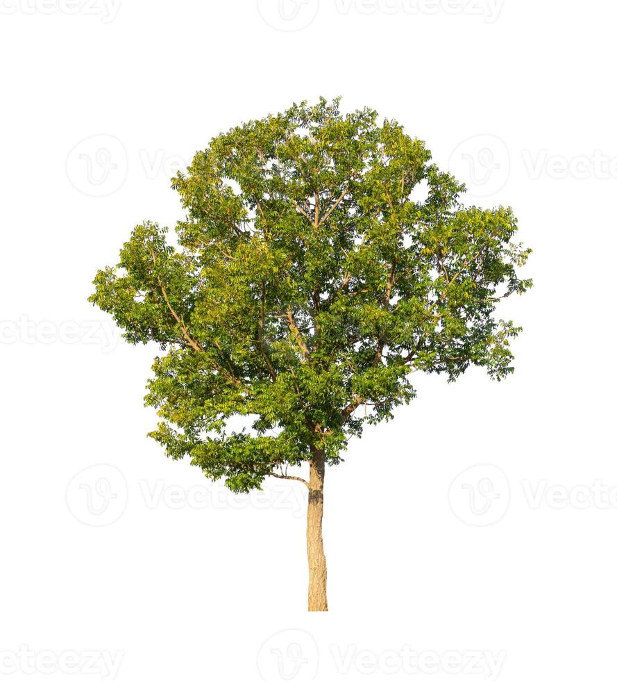 Tree that are isolated on a white background are suitable for both printing and web pages photo
