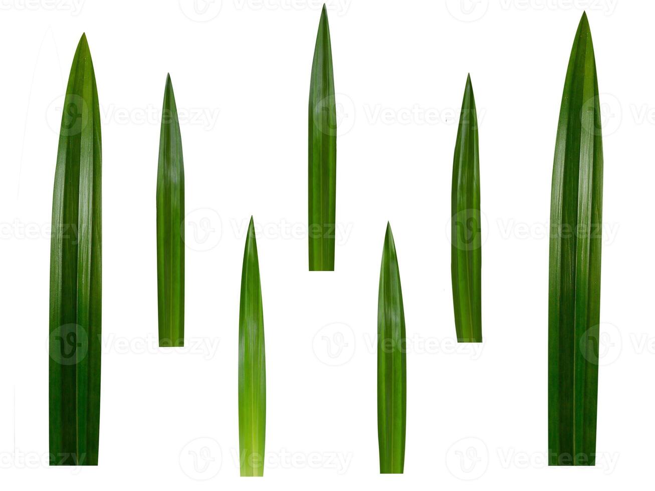 Pandan leaves on a white background photo