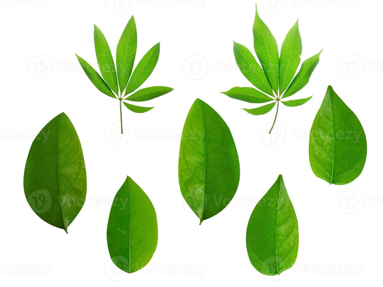 Collection of leaves isolated on a white background photo