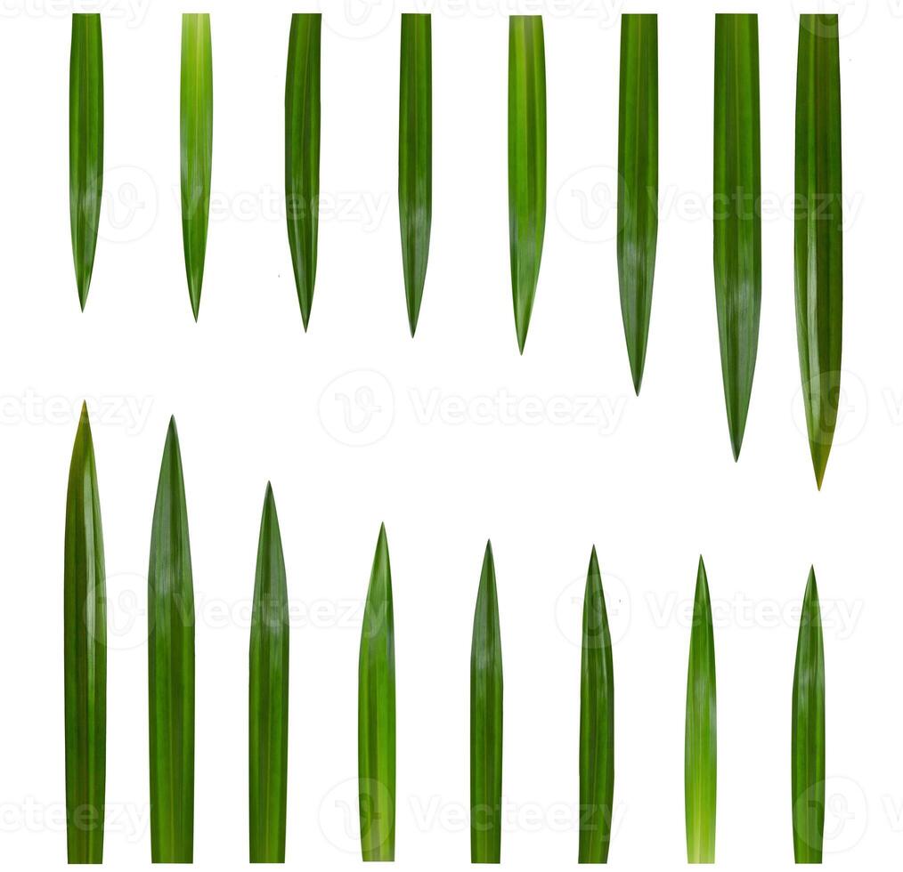 Pandan leaves on a white background photo