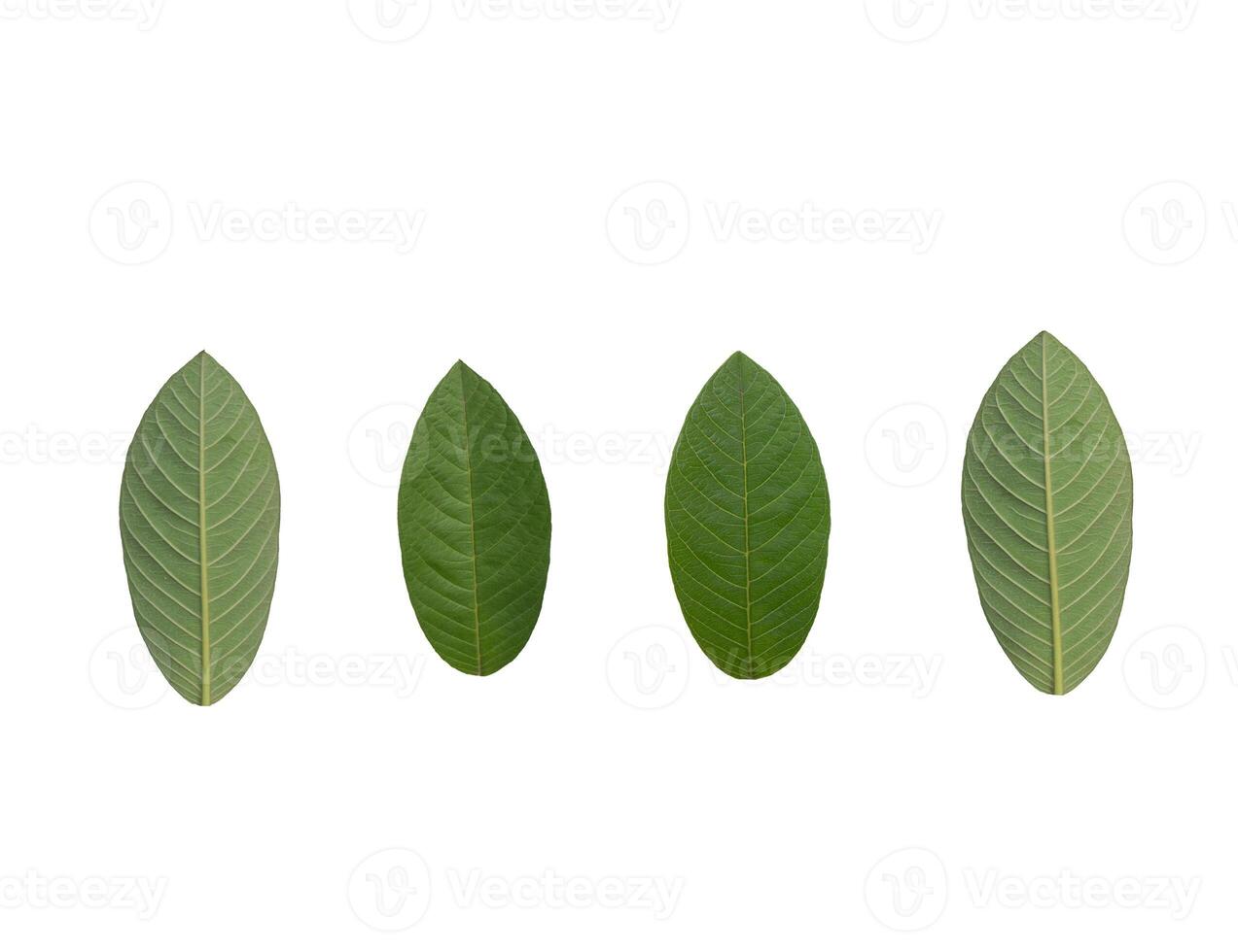 Collection of leaves isolated on a white background photo