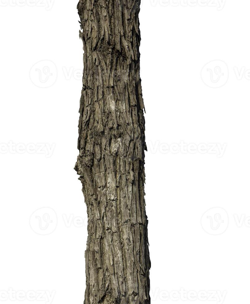Trunk of a Tree Isolated On White Background photo